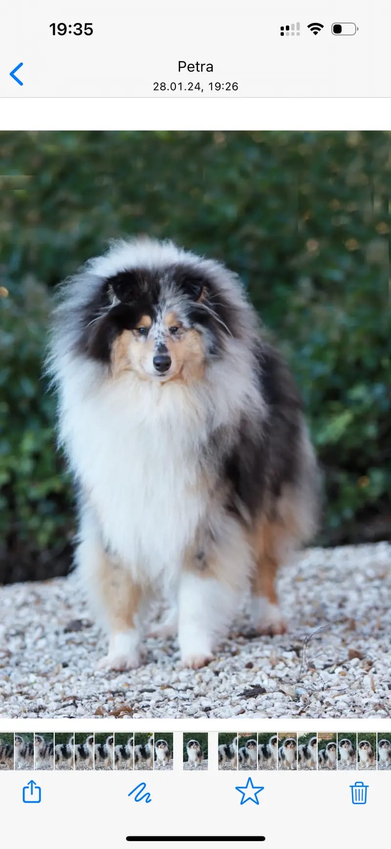 Collie of Burning Hill gallery image 4