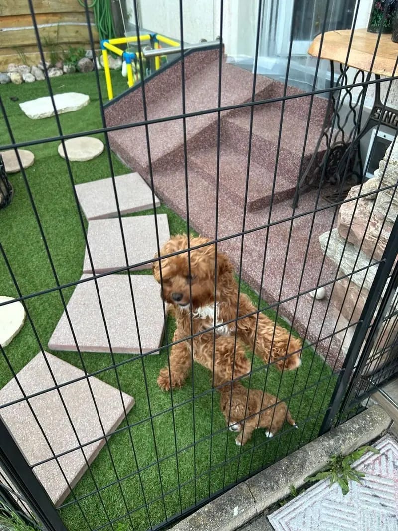 Die bildhübsche Maltipoo Hündin Hilde sucht noch ihre Traumfamilie gallery image 4