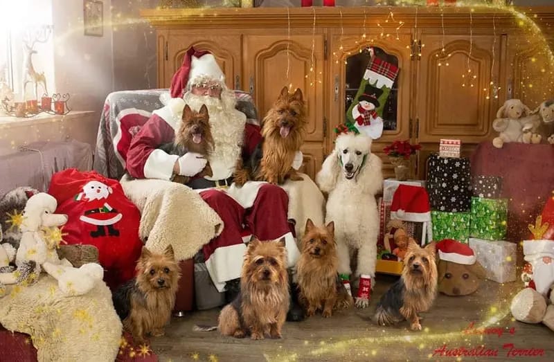 Highland‘s Australian Shepherds  gallery image 3