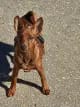 Diamond Egoist Ukrop Unikum – Zwergpinscher – Bild 3