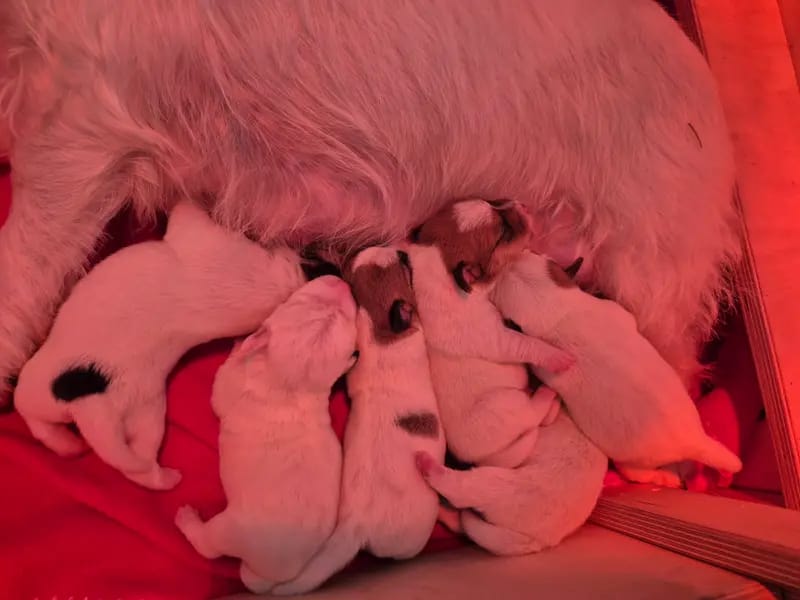 VON DEN KLEINEN FELLNASEN gallery image 3