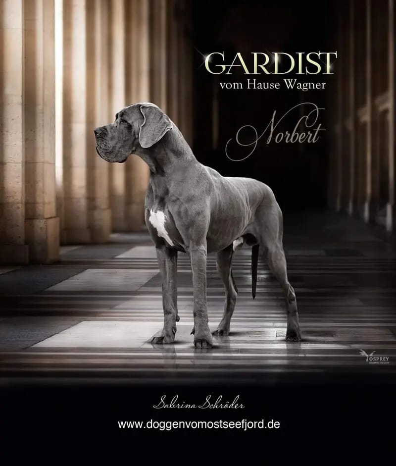 Deutsche Doggen vom Ostseefjord  gallery image 2