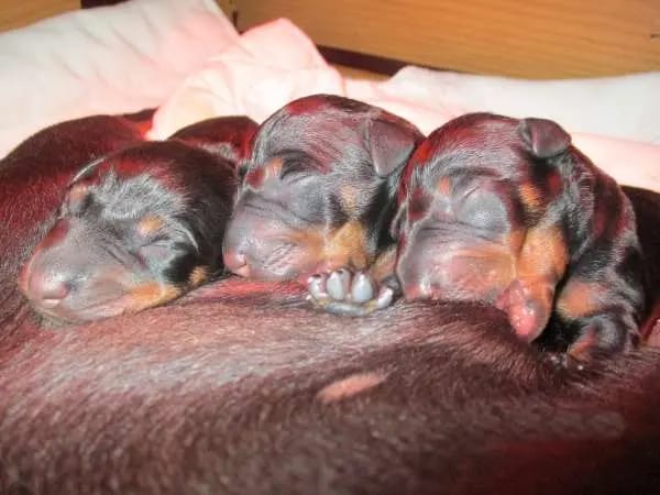 Manchester Terrier "vom Trajan" gallery image 2