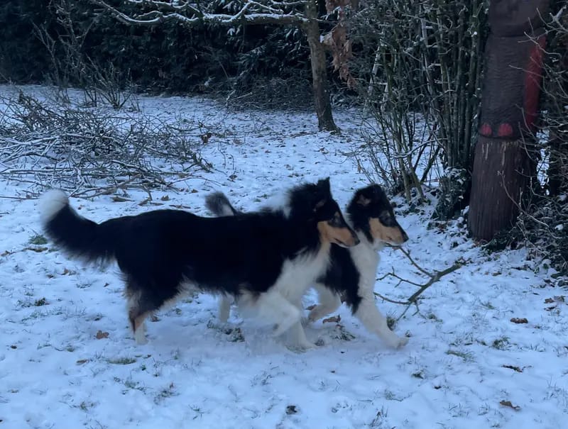Blue Meadow Collies gallery image 3