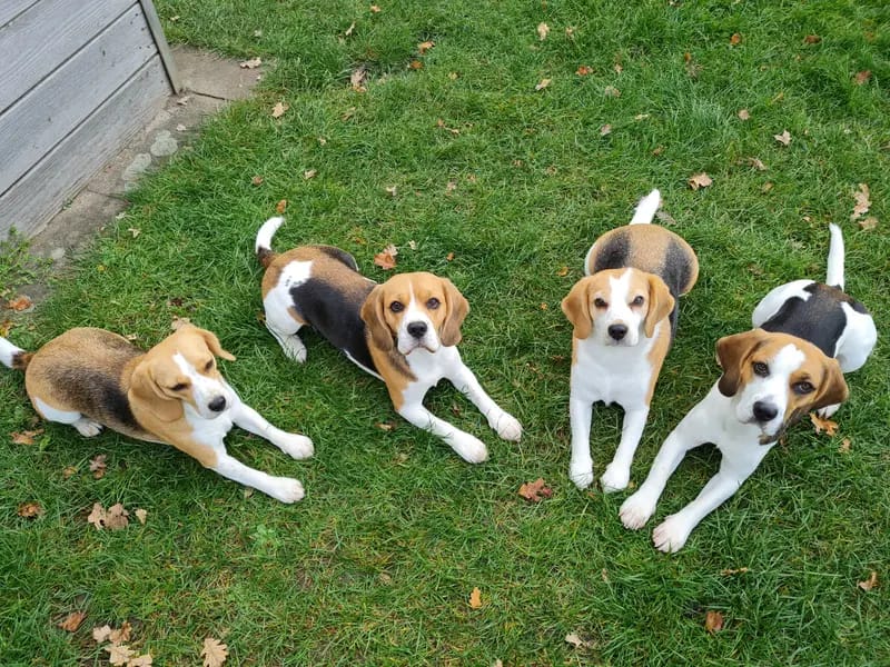 "Beagle vom Ostenfeld" gallery image 4