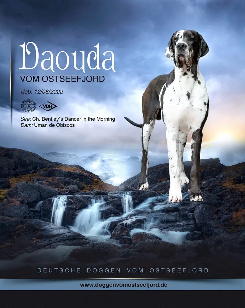 Deutsche Doggen vom Ostseefjord  gallery image 3