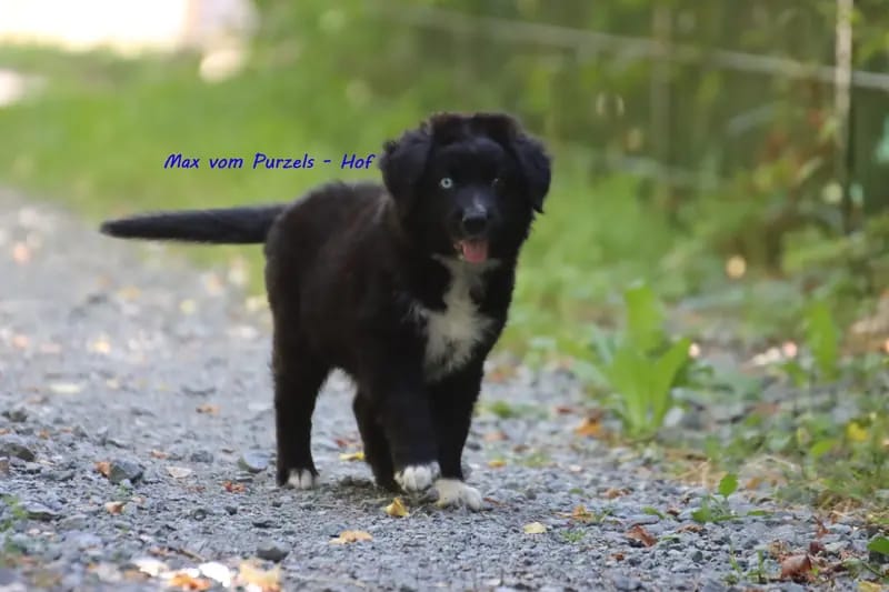 Max – щенок Australian Shepherd – Фото 4