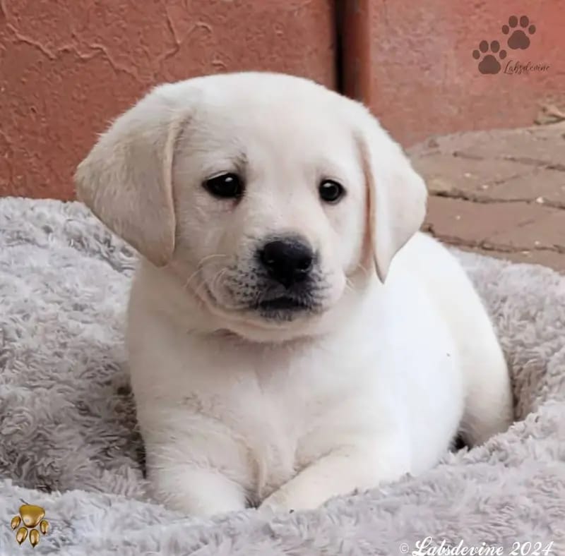 Labsdevine Labrador Retrievers gallery image 4