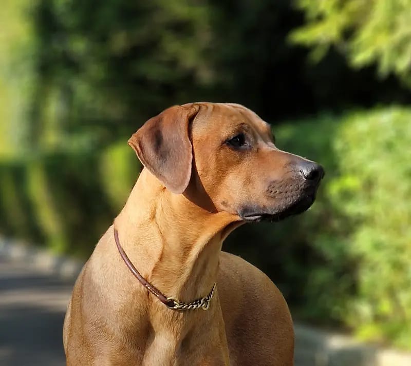 Rusape Rhodesian Ridgebacks gallery image 2