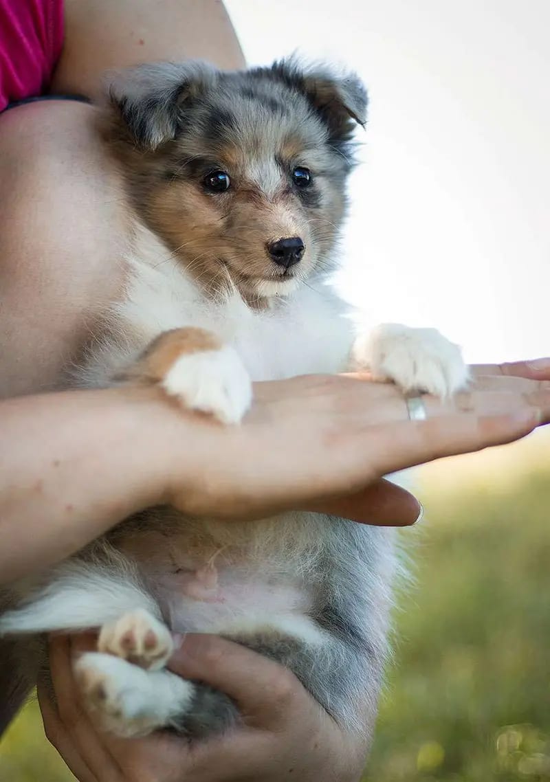 Collies & Shelties from Cherryblossom Dream  gallery image 4