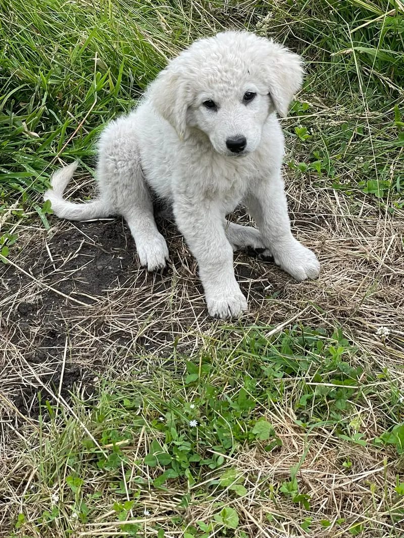 Kuvasz "von den großen Strolchen" gallery image 4