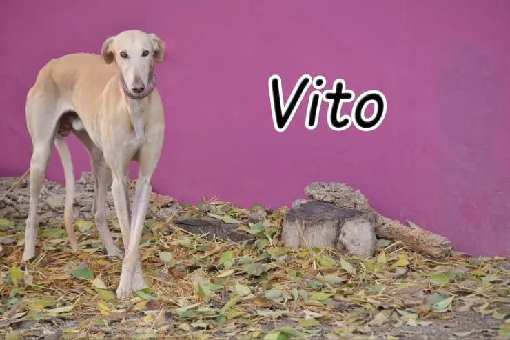 Vito gallery image 2