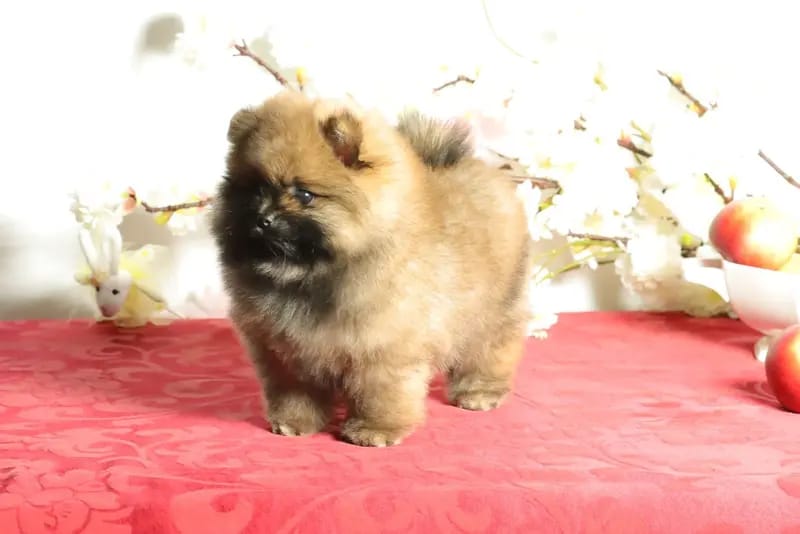 Süßer Pomeranian (Deutscher Zwergspitz) Welpe zu verkaufen gallery image 3