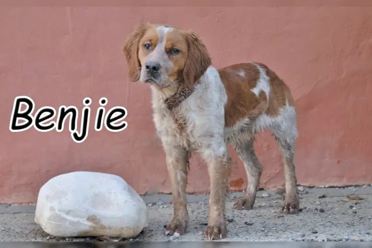 Benjie gallery image 2