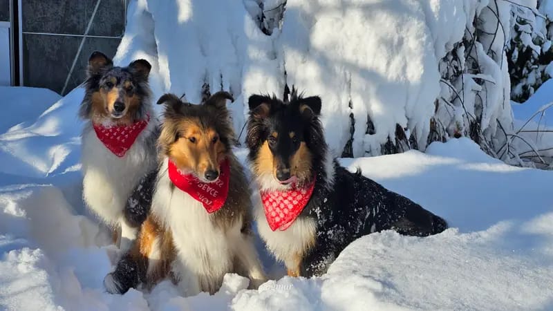 Collies Of True Fellow gallery image 3
