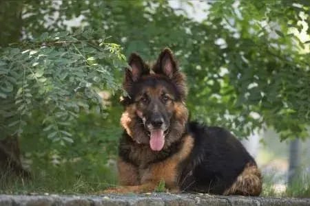 MOBBY, verschmuster Hund nur für Erfahrene gallery image 2