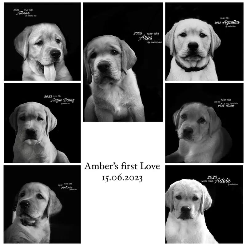 Labrador vom Westerfeld  gallery image 4