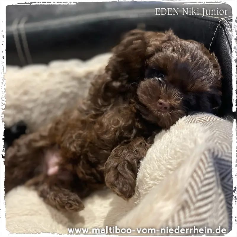 Eden Niki Junior Maltiboo vom Niederrhein  gallery image 3