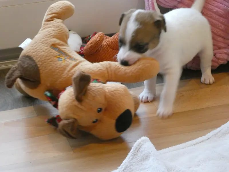 Jack Russell Terrier vom Quittengrund gallery image 2