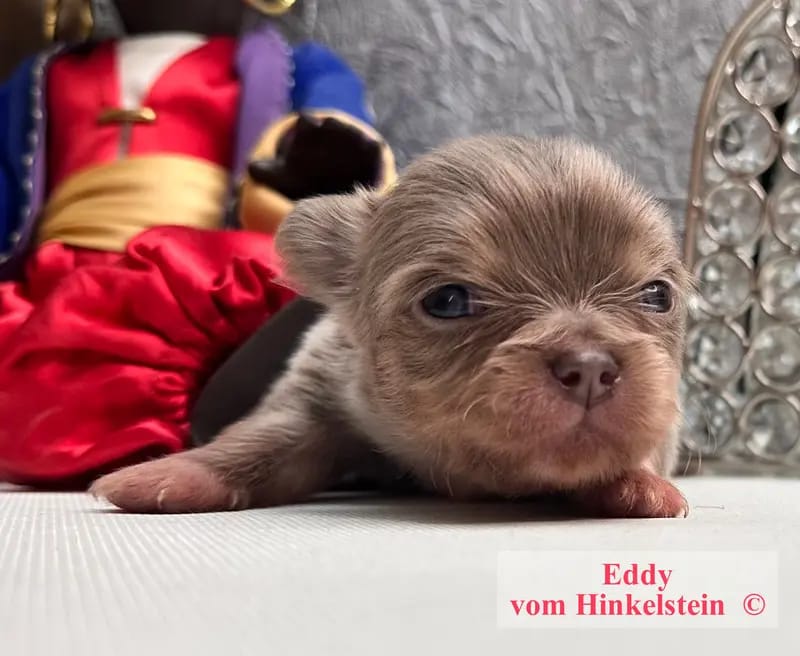 Chihuahua vom Hinkelstein  gallery image 2