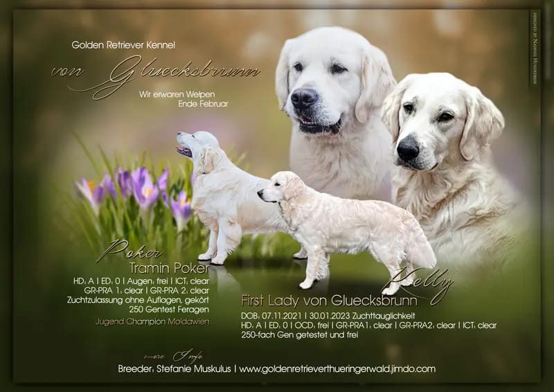 Golden Retriever von Gluecksbrunn  gallery image 4