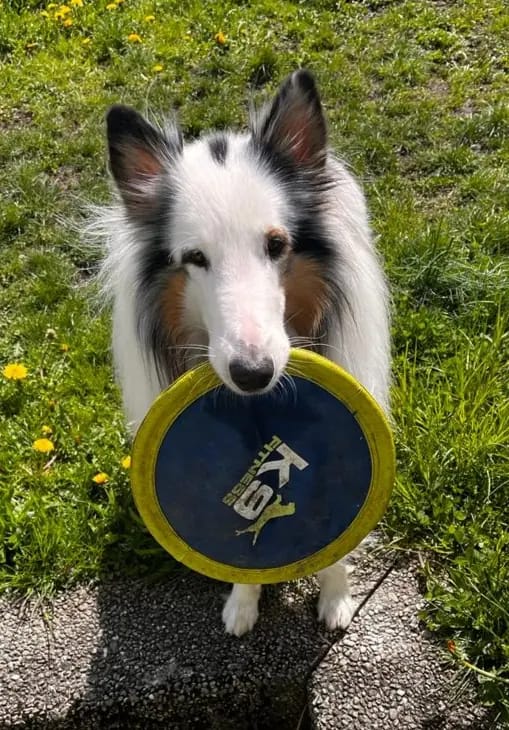Bounty from Collies of Passion gallery image 3