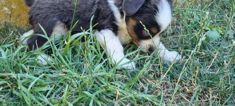 Abgabe bereite Mini Australian Shepherd Lieblinge gallery image 3