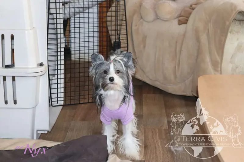 Domo Arigato Nyx in Terra Civis  – Chinese Crested Dog – Bild 2