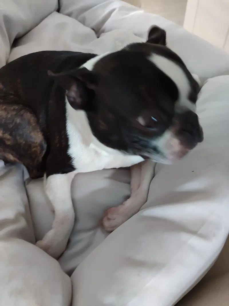 Von den Manchester Hexen Boston Terrier Zucht gallery image 4