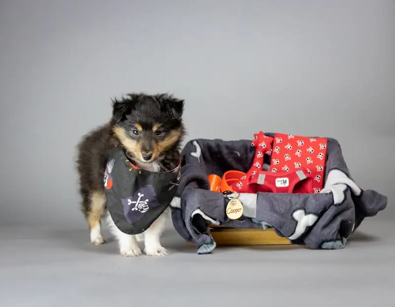 Shelties vom Nordlicht gallery image 2