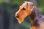 Rüde (T-Wurf) – Chiot Airedale Terrier – Photo 4