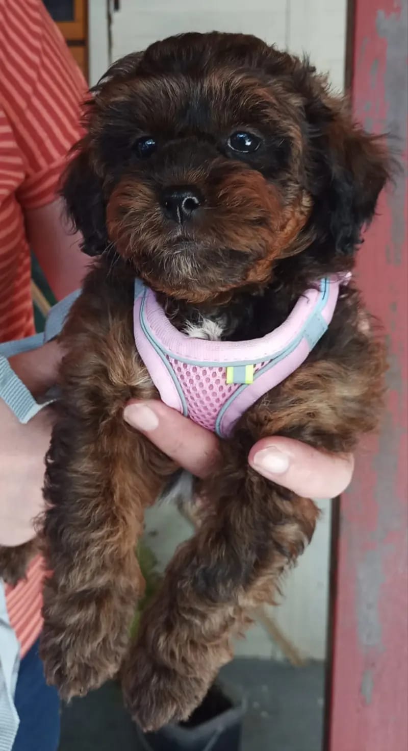 Shihpoo von der Schleuse gallery image 4