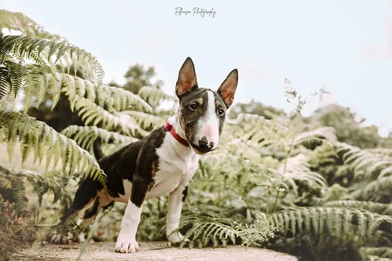 Miniature Bull Terrier vom Blasheimer Markt  gallery image 3