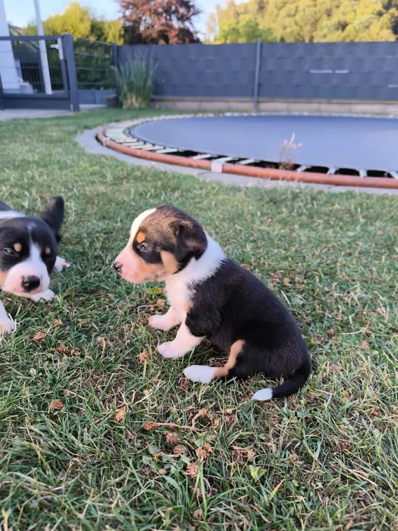 Appenzeller Sennenhund Welpen Abgabebereit – Appenzeller Sennenhund Pup – Foto 3