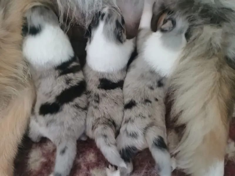 3 Traumhafte Colliewelpen blue merle VDH/DCC – Collie (Kurzhaar) Welpe – Bild 2