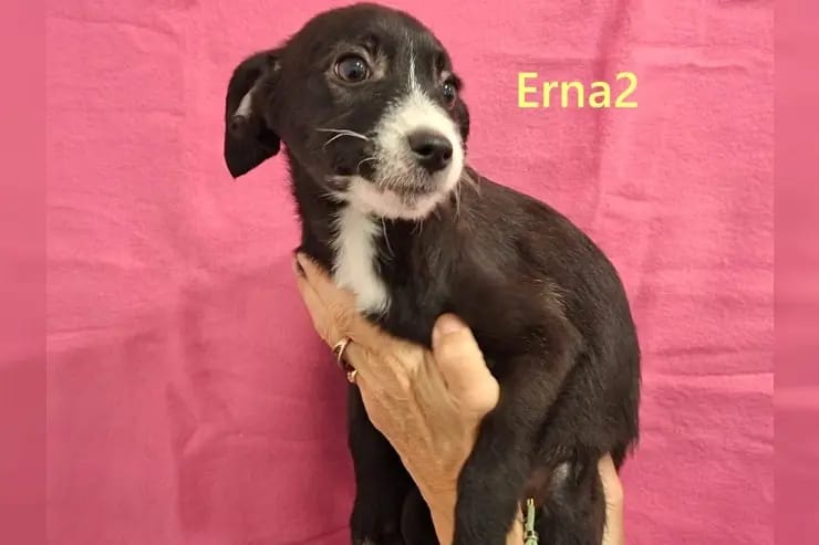 Erna2 gallery image 3