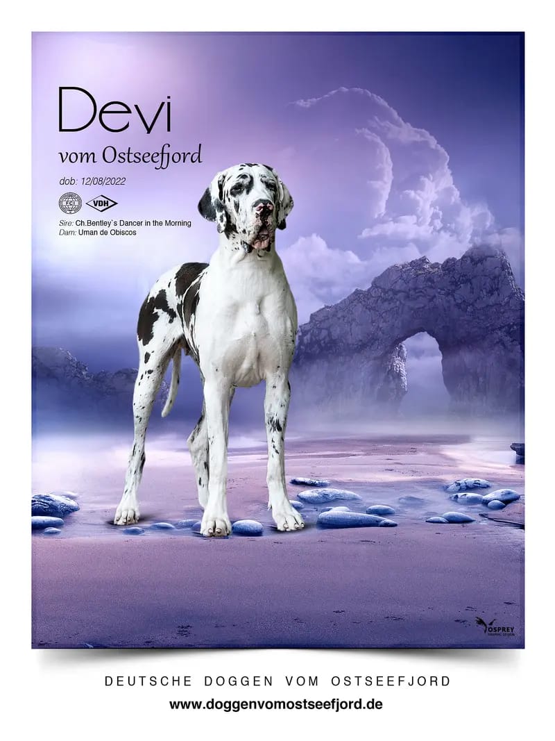 Deutsche Doggen vom Ostseefjord  gallery image 4