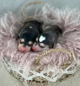 Cah‘Cashan – Saluki Puppy – Photo 2