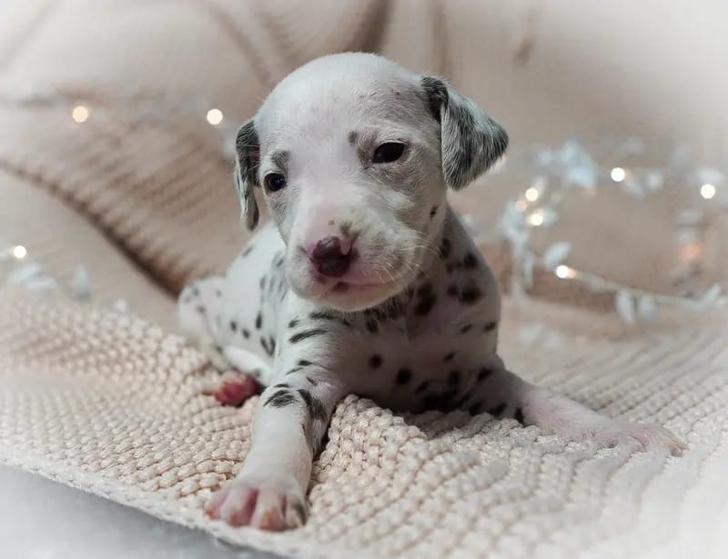 Stracciatella-paws  gallery image 4