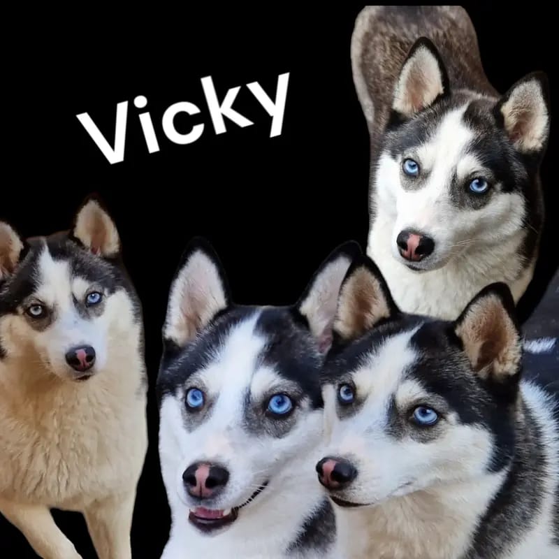 Mystic Falls Pomsky Minihuskys  gallery image 3