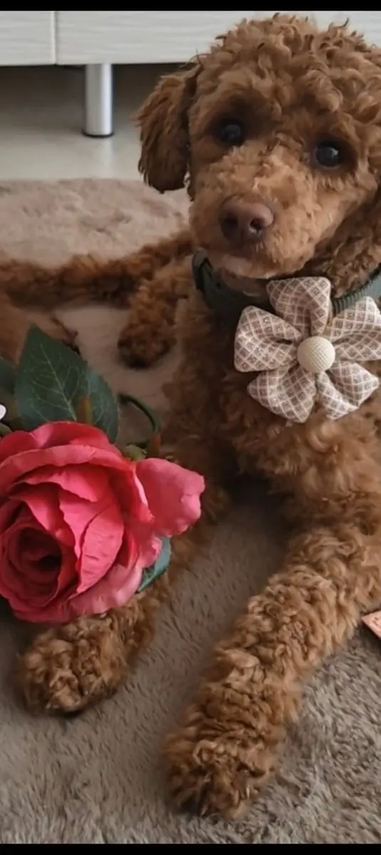 Deckrüde , Zwergpudel -- Les bijoux des Rois " Peanut " -- rot weiß Harlekin - KEIN VERKAUF – Zwergpudel Puppy – Photo 2