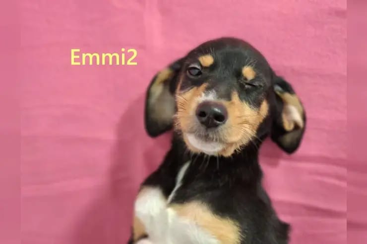Emmi2 gallery image 4