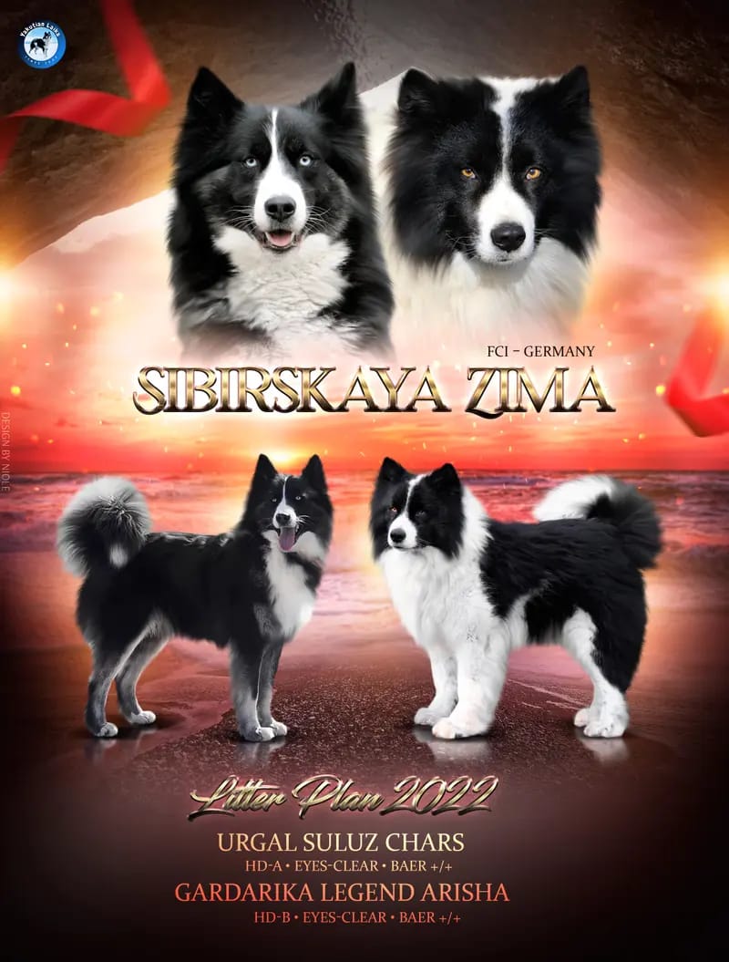 Yakutskaya Laika Sibirskaya Zima gallery image 4