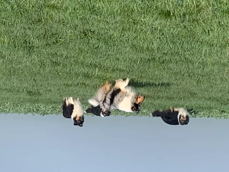 Collies of Cairnwell gallery image 4