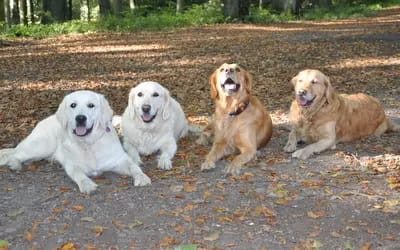 Golden Retriever vom Haarstrang  gallery image 3