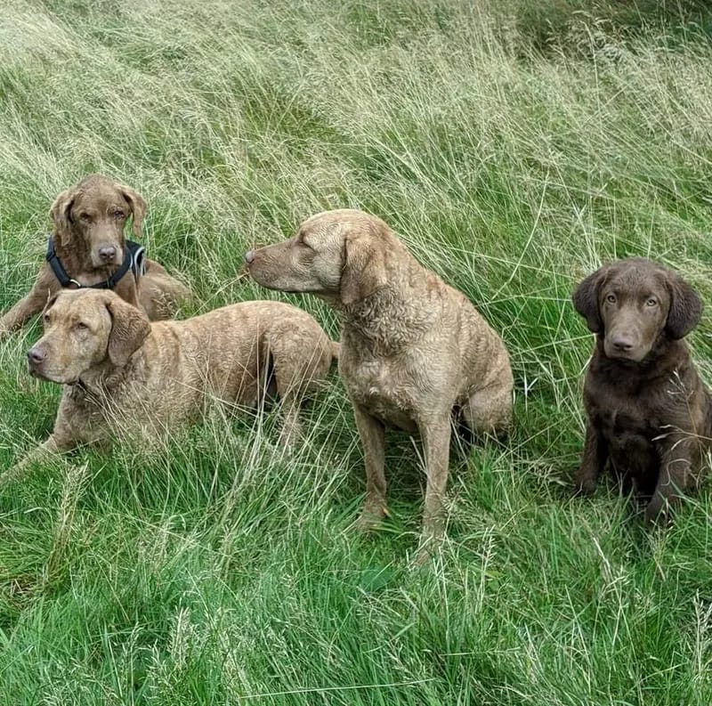 Witchess - Chesapeake Bay Retriever Zucht gallery image 3