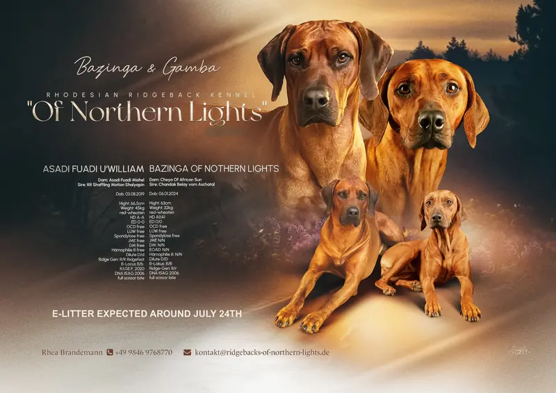 Frau Gelb – Rhodesian Ridgeback Puppy – Photo 2