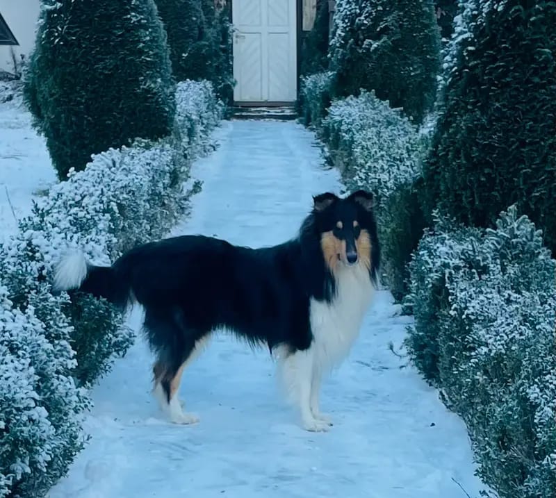 Blue Meadow Collies gallery image 4