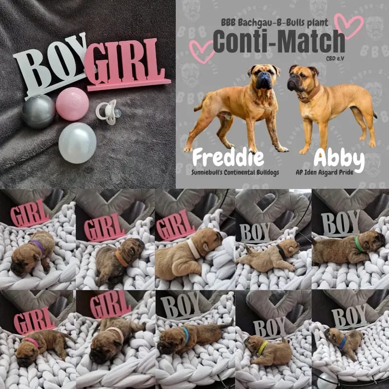 Sunniebulls Freddie gallery image 2