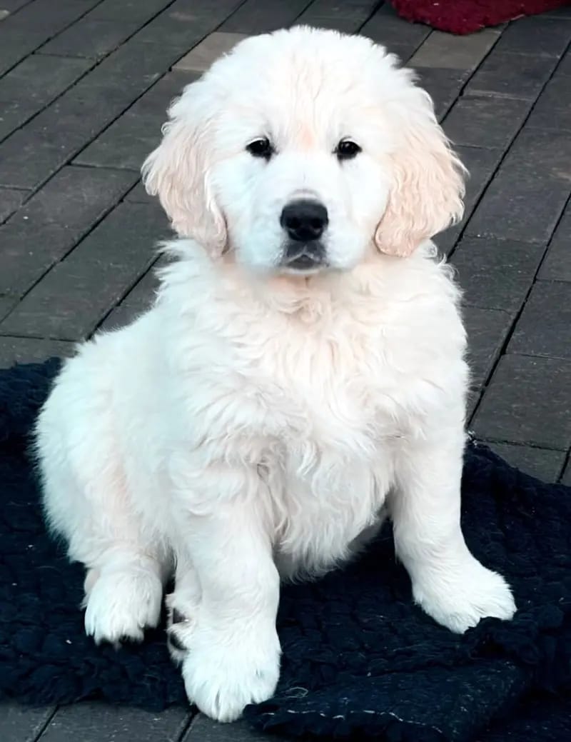 Golden Retriever Welpen gallery image 3